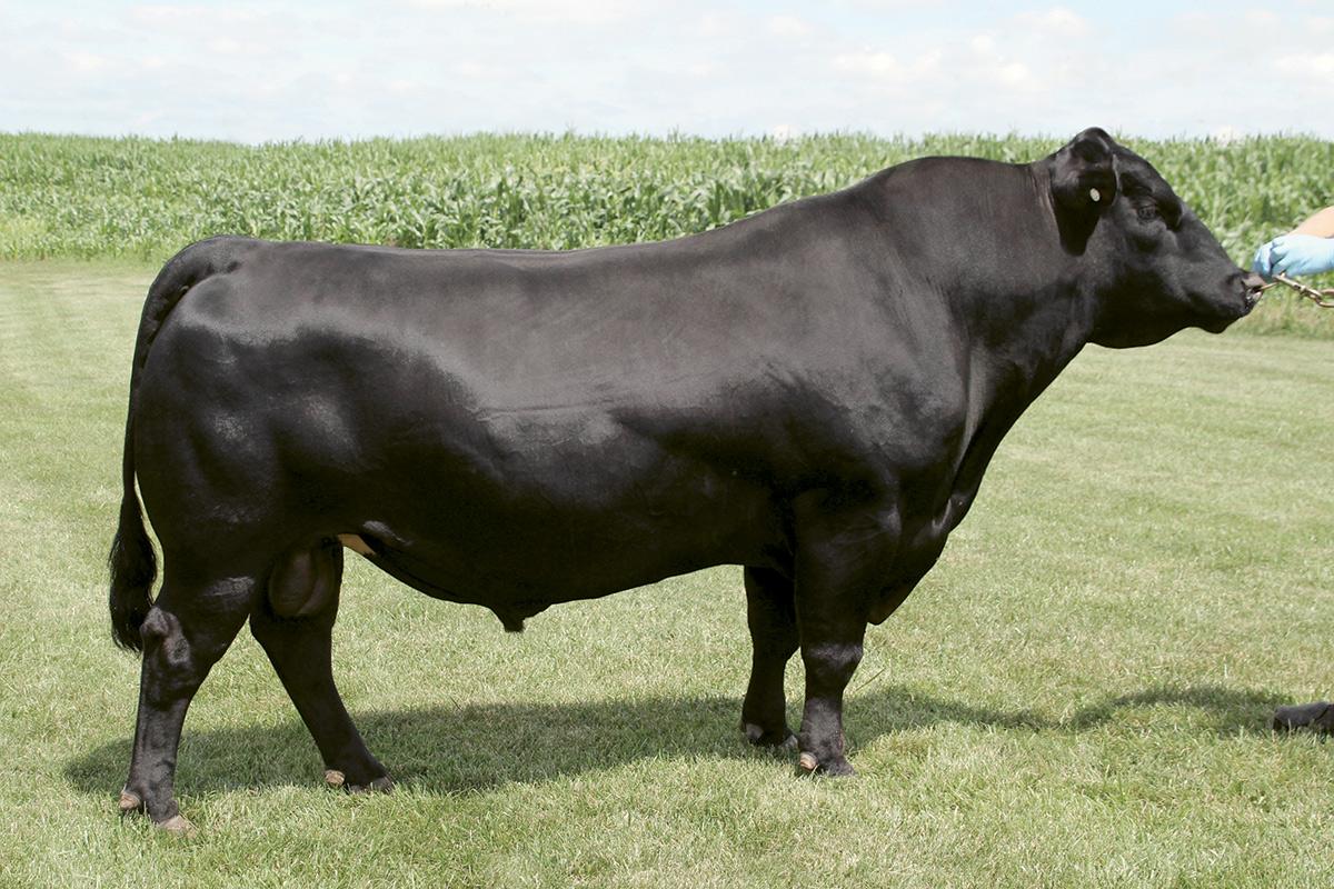 KCF Bennett Absolute